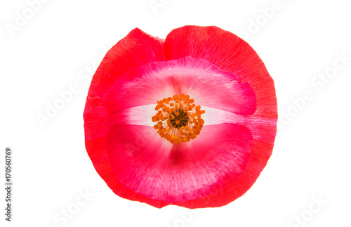 red poppy isolated