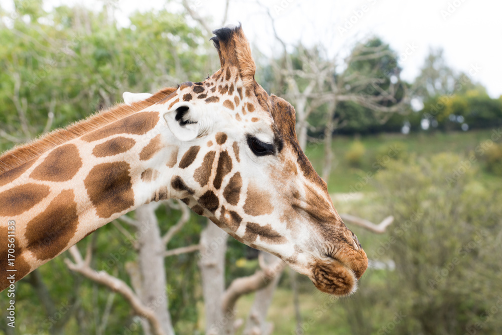 Giraffe standing in the wild, close up of giraffe face and head Giraffe standing in the wild, close up of giraffe face and head