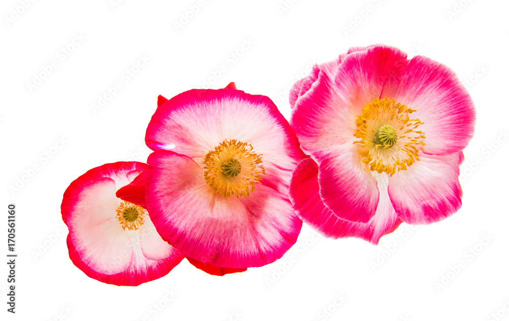 Fototapeta premium red poppy isolated