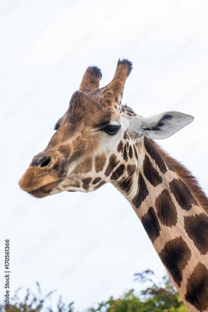 Obraz premium Giraffe isolated on white background