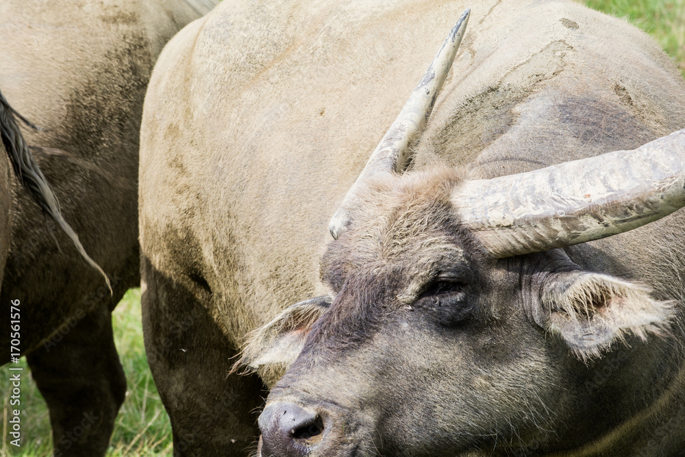 Fototapeta premium Water buffalo close up eating in the wild