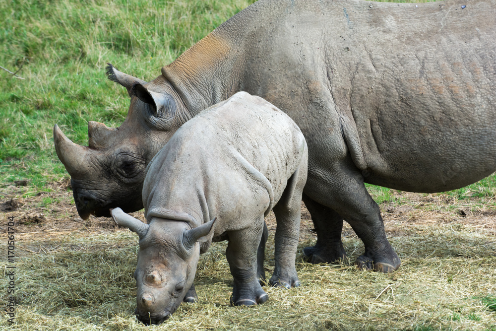Naklejka premium Baby rhino with mother grazing outside