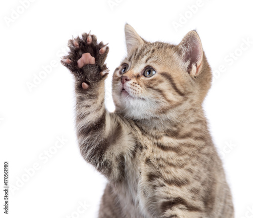 Funny cat portrait raising paw isolated