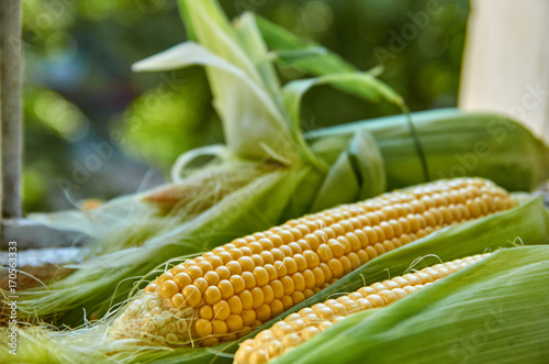 Corn cobs on a white surface on a blurred green natural background close up. Side view