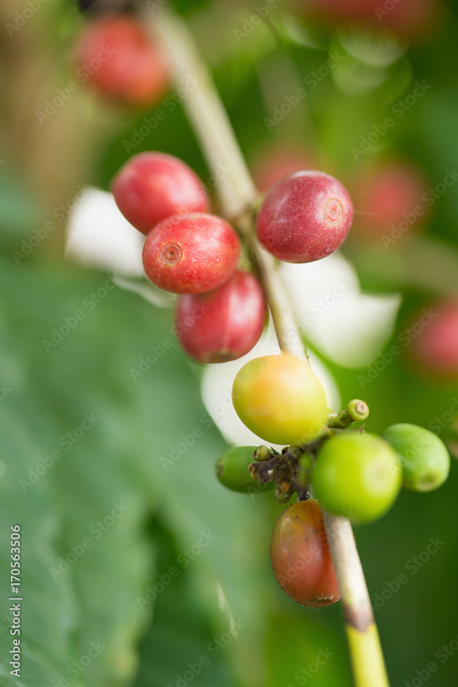 Arabica Coffee beans ripening on tree in North of thailand Arabica Coffee beans ripening on tree in North of thailand