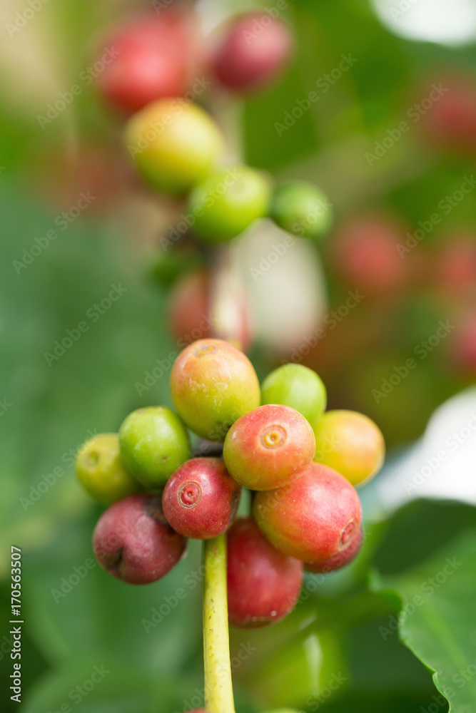 Arabica Coffee beans ripening on tree in North of thailand Arabica Coffee beans ripening on tree in North of thailand