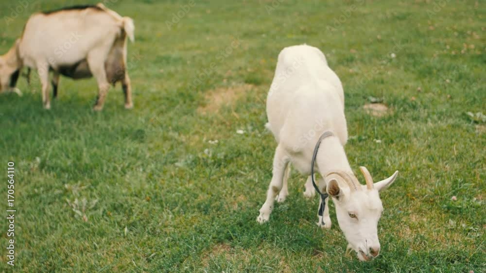 A white domestic goats on the farm. Eating grass. Feed time. A white domestic goats on the farm. Eating grass. Feed time.