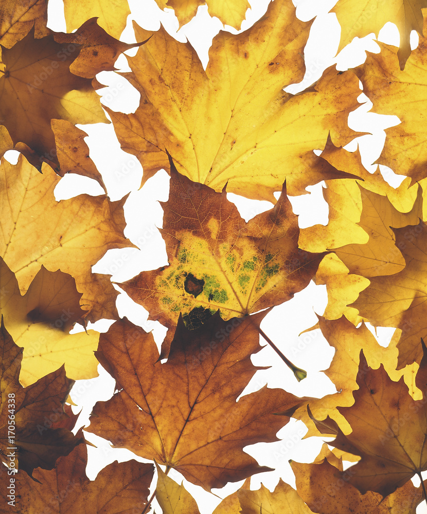 Autumn leaves arranged on white background Autumn leaves arranged on white background