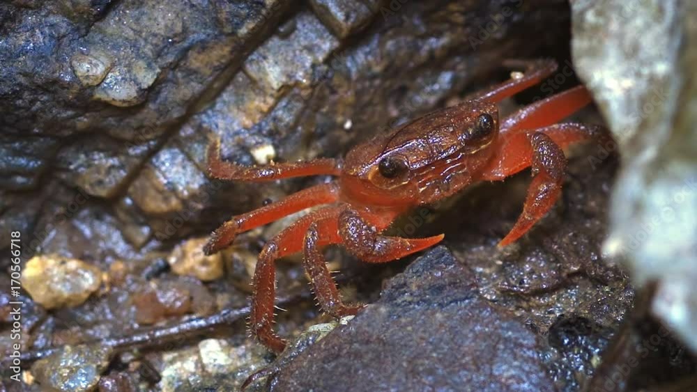Tiny Red Waterfall Crab in its Natural Habitat in Thailand Tiny Red Waterfall Crab in its Natural Habitat in Thailand