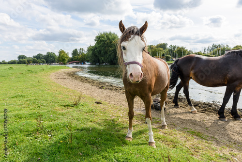 Horses by the river © Reka
