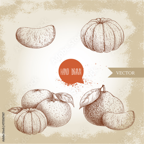 Hand drawn sketch set od mandarins whole and peeled. Vintage style illustration of tangerine with leafs an slices. Eco food vector artwork.