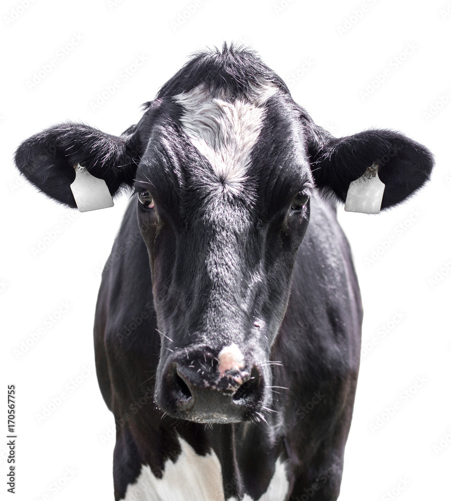  cow isolated