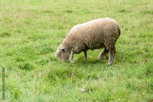 Grazing sheep