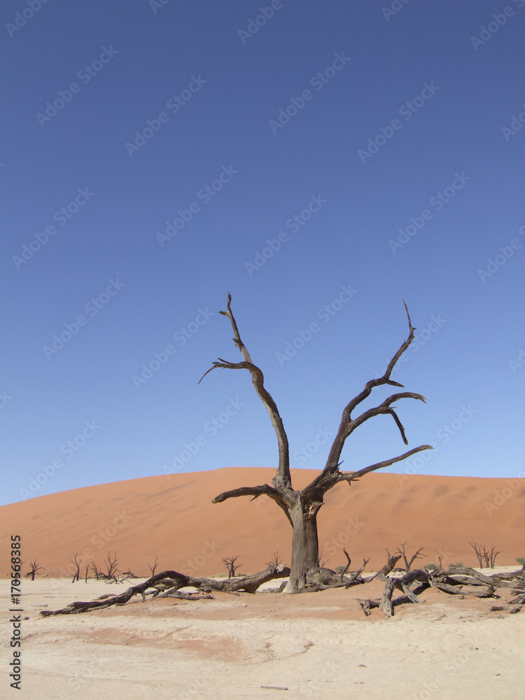 Deadvlei im Sossusvlei, Namib-Wüste, Namibia