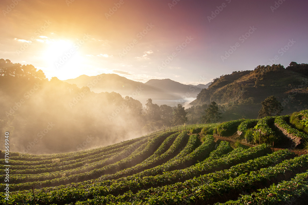 Beautiful Landscape of morning sunrise with fog on the mountain in strawberry farm at Doi Ang Khang Chiang Mai :Thailand