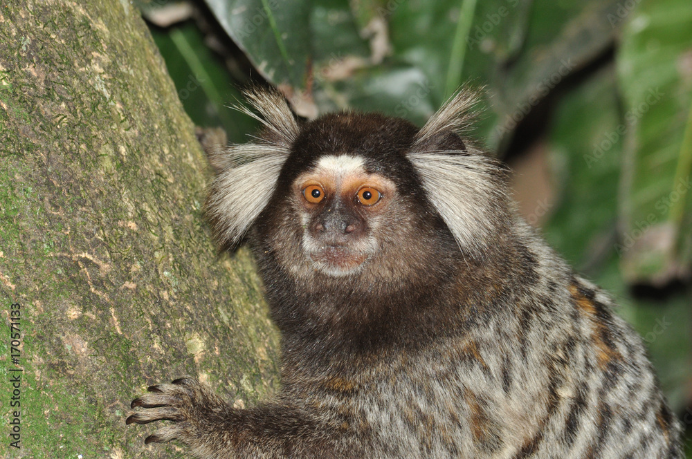 Obraz premium Sagui de tufo branco