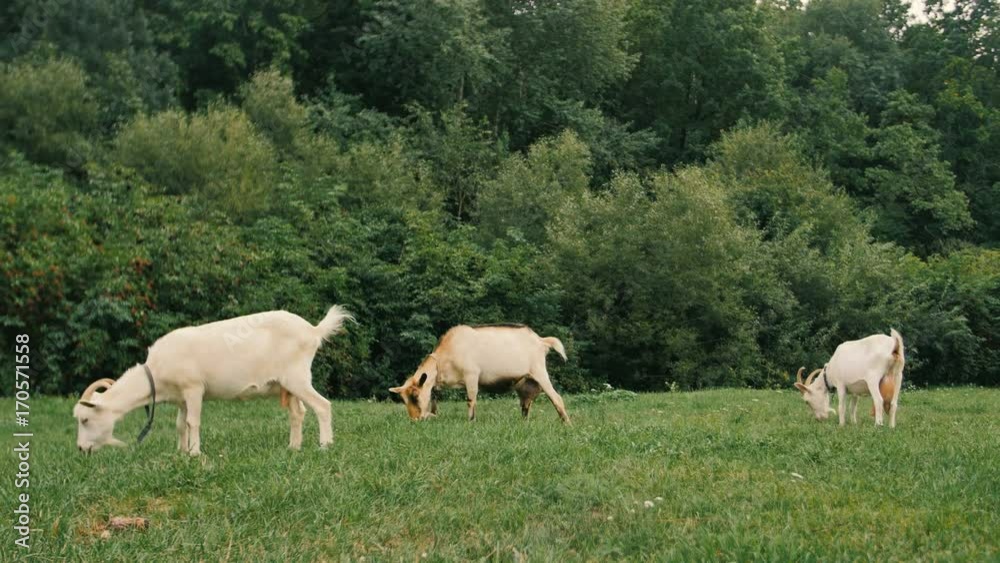A white domestic goats standing on the farm and eating A white domestic goats standing on the farm and eating