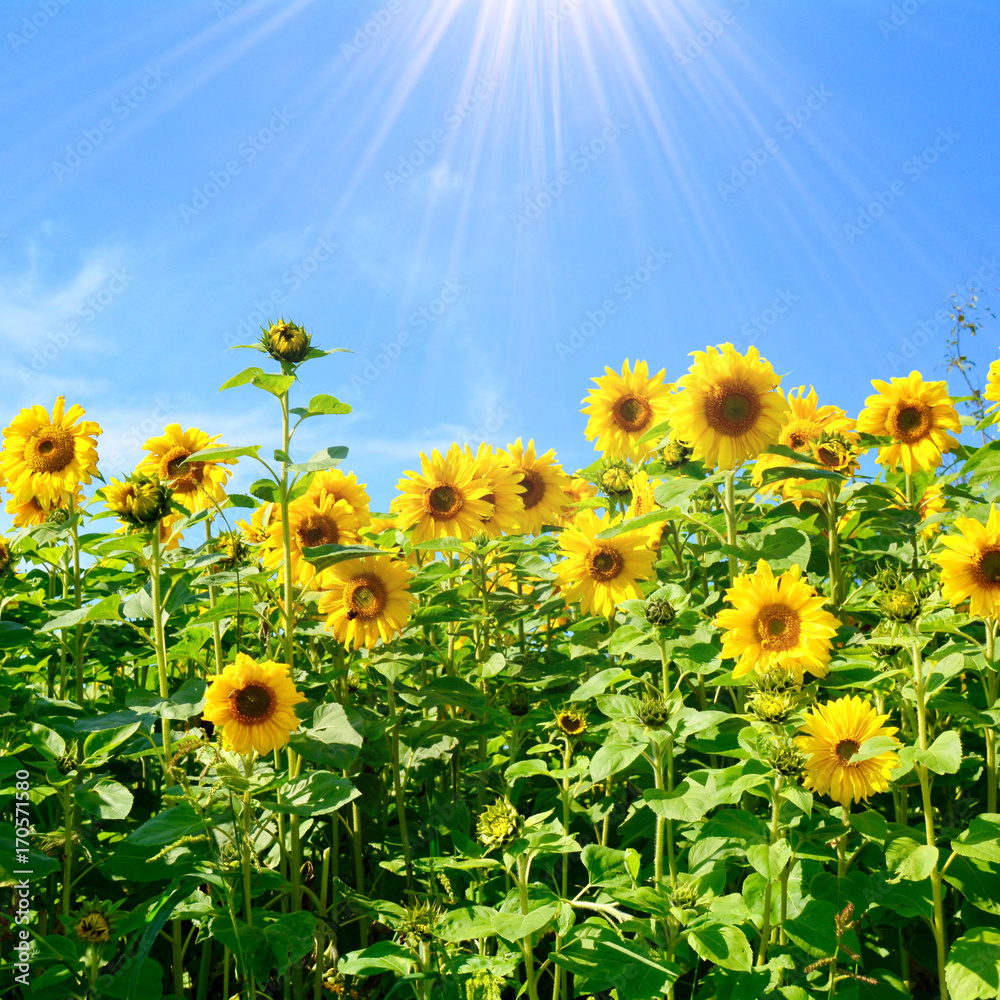 Naklejka premium Grußkarte - Sonnenblumen