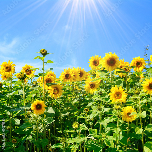 Fototapeta Naklejka Na Ścianę i Meble -  Grußkarte - Sonnenblumen