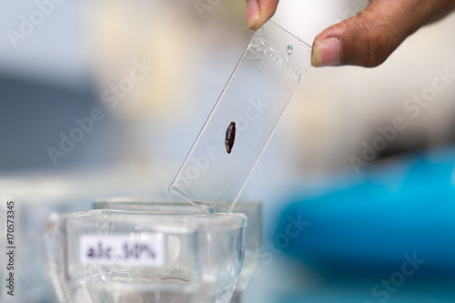 Leeches are segmented worms that belong to the phylum Annelida and comprise the subclass Hirudinea and live in Ricefield crabs. photo