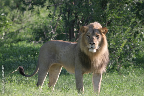 Male Lion