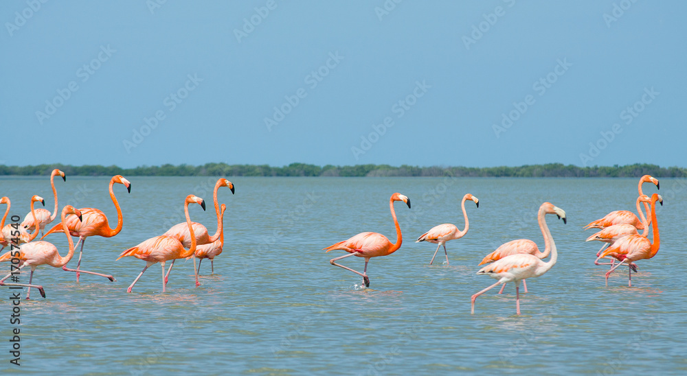Fototapeta Różowe flamingi spacerujące po lagunie.