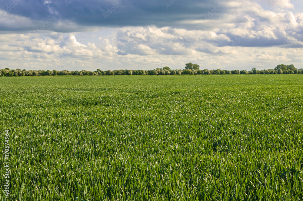 landscape of green crop, wheat,barley, with distant tree lined horizon and blue cloudy sky