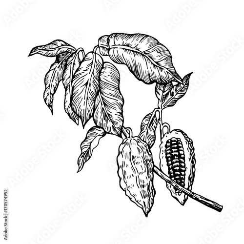 Cocoa beans illustration. Engraved style illustration. Chocolate cocoa beans. Vector illustration