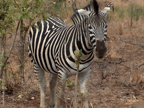 Zebra
