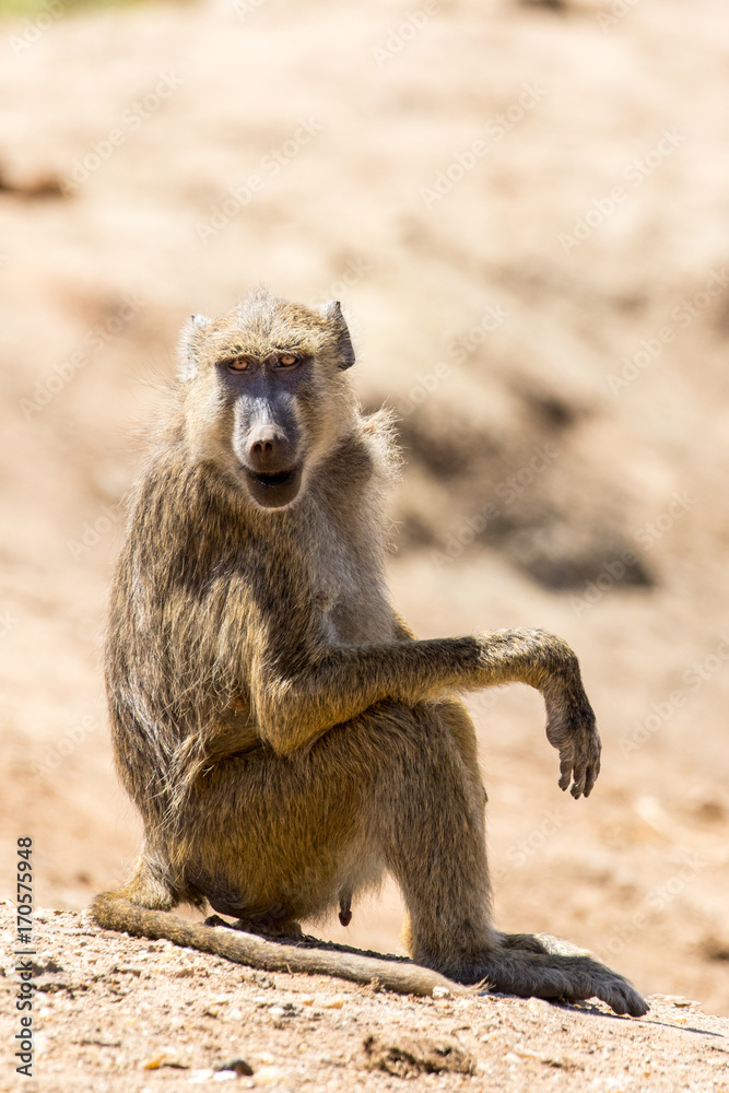 Male Baboon Sitting on Rock