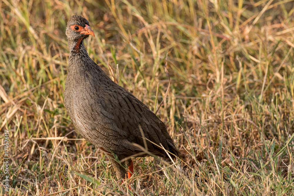 Red-necked Spurfowl Red-necked Spurfowl