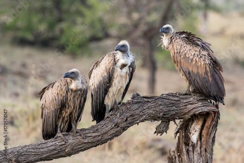 White-backed Vultures on Dead tree