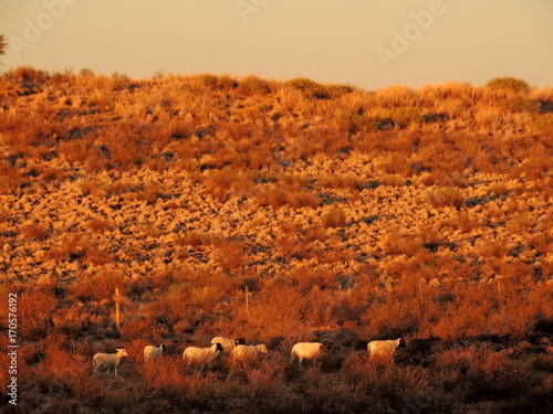 Namibia - Sheep