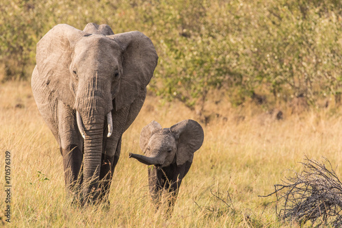 Elephant and Calf © Claire