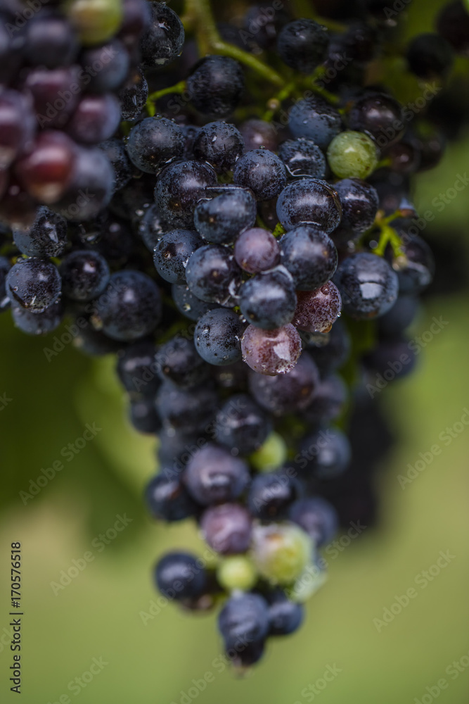 Fototapeta premium blue grapes in vineyard