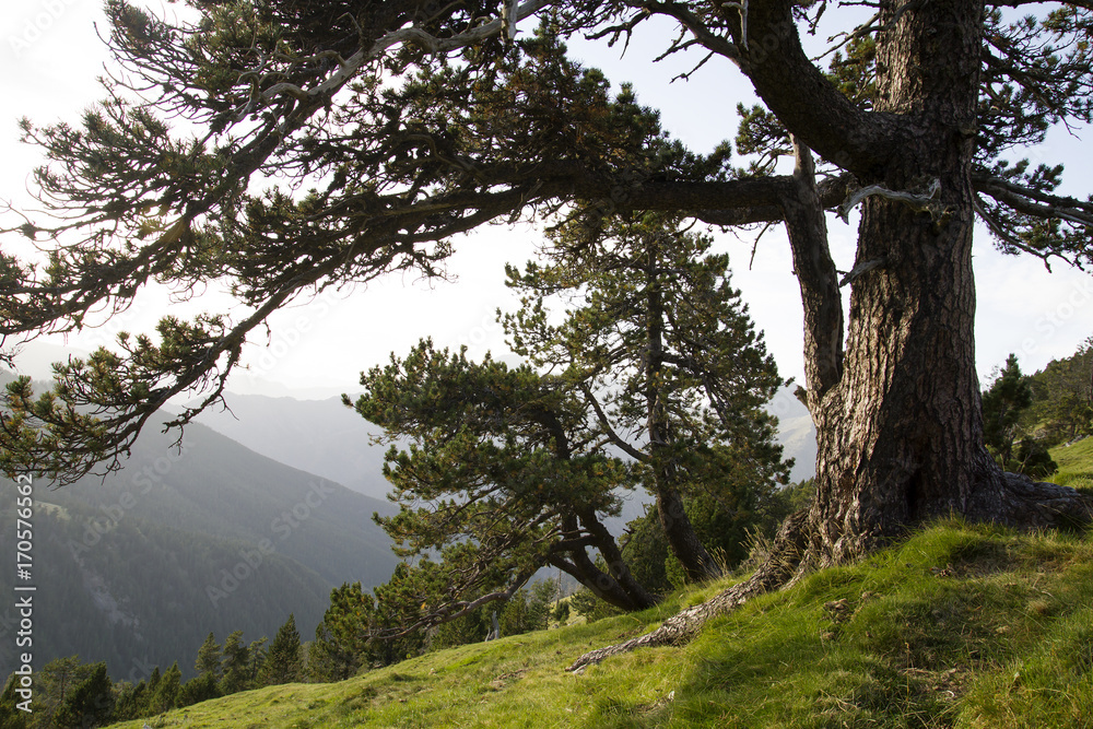 Fototapeta premium Pinus Uscinata or black pine in the Pirenees