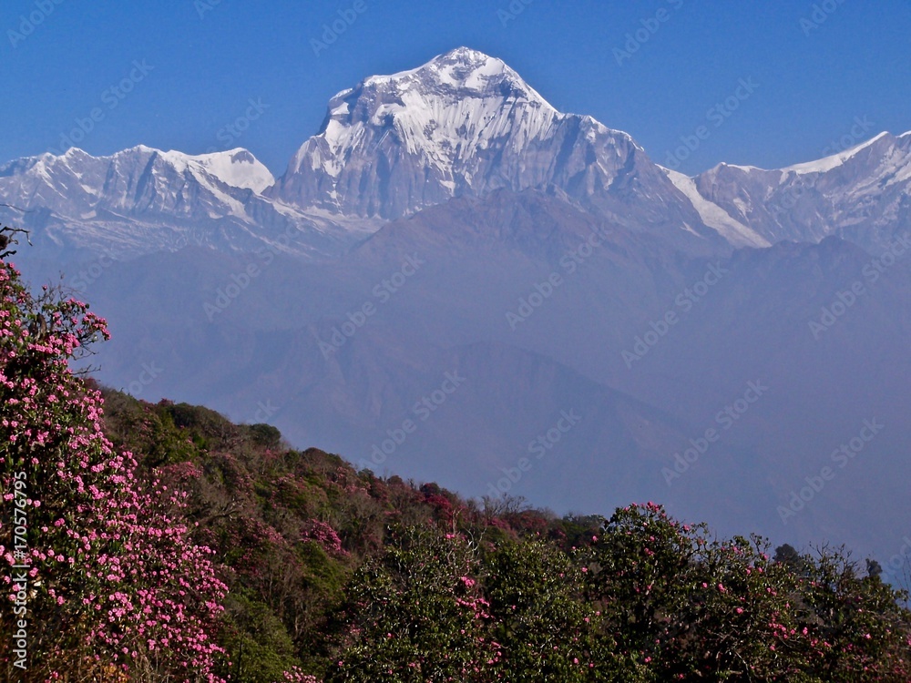 ネパール　ヒマラヤ　アンナプルナ　ダウラギリ　ニルギリ　プーンヒル　シャクナゲ　ポカラ　nepal Himal Annapurna Dhaulagiri Nilgiri Poon hill Rhododendron pokhara