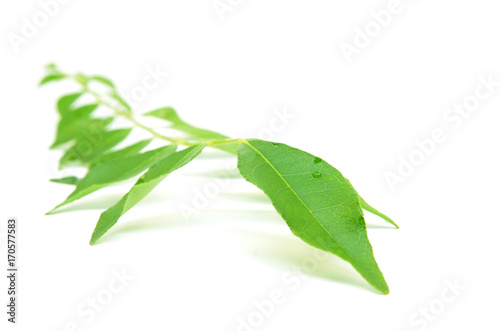 Bunch of curry leaves