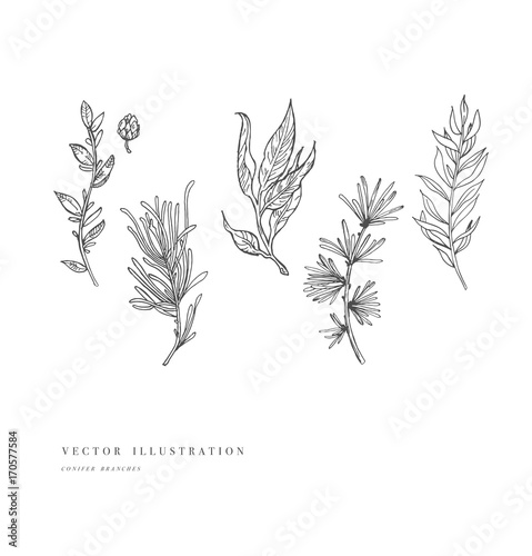 Hand drawn plant and collection. Vintage engraved flower set. Vector illustration