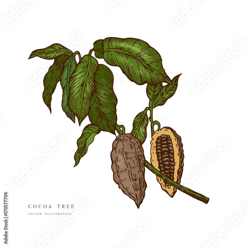 Cocoa beans illustration. Engraved style illustration. Chocolate cocoa beans. Vector illustration