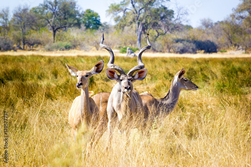 Male, female Kudu at the Okavango Delta photo