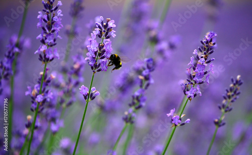 Lavender fields in Hokkaido has been cultivated for more half a century  attract large number of visitors to the region every summer. It starts blooming in July and reaches its peak in mid July. 