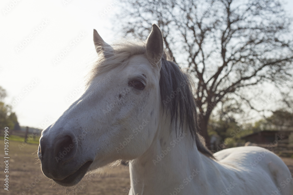 Obraz premium Pleśń