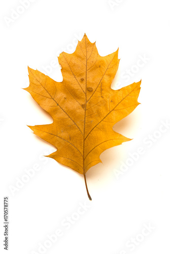 Dry autumn oak leaf on  over white