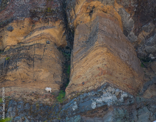 Mountain Goat Perched  on Narrow Cliff