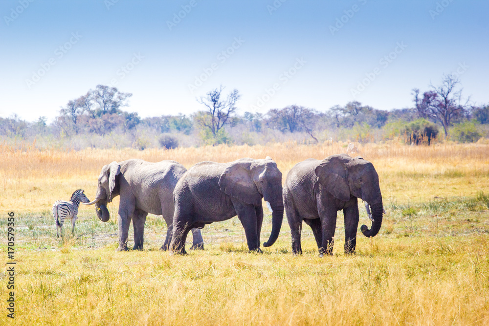 Obraz premium Wild elephants, Okavango Delta, Botswana