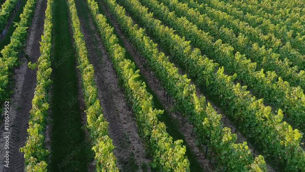 Drohne überfliegt Weinberg zur Schädlingskontrolle Drohne überfliegt Weinberg zur Schädlingskontrolle