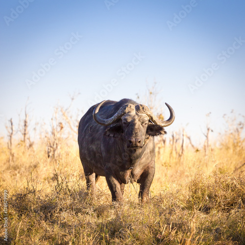 Wild buffalos  Okavango Delta  Botswana