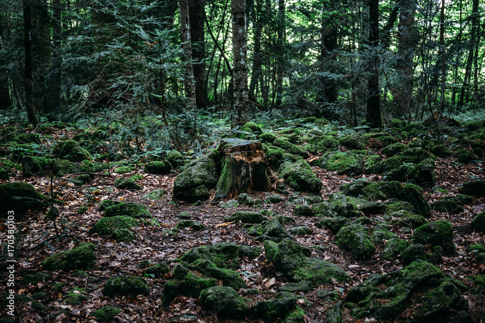 dark mysterious forest, with stump in center of frame dark mysterious forest, with stump in center of frame