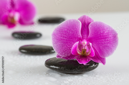 Zen stones and orchid blossom